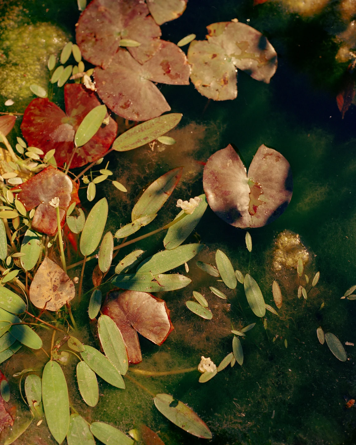 Lily pads and botanical textures in deep green water